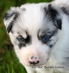 Blue Merle, Male, Rough coated, border collie puppy